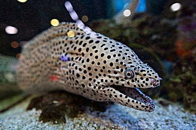 众筹作品《珊瑚岛》承诺NS版却始终未见 厂商出面解释