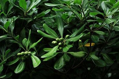 模拟经营游戏《学园构想家》试玩版上线 流程约1小时